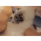 Hermes &Herry, heilige Birma - Kater