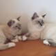 Hermes und Harry, Heilige Birma - Kater
