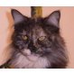 Hermine, Maine Coon - Katze
