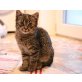 Hermine, Mix - Katze
