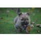 Hernry, Cairn-Terrier Welpen - Rüde
