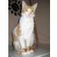 Hero, Hauskatze - Kater
