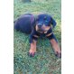 Hero,Hera,Hardy, Rottweiler Welpen - Rüde