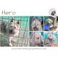 Hero, Mischling - Rüde