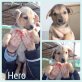 Hero, Mischling Welpen - Rüde
