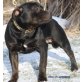 Hero of Canterbury, Staffordshire Bullterrier - Rüde