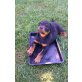 Hero vom Rottigarten, Rottweiler Welpen - Rüde