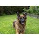 Heros, Altdeutsche Schäferhunde - Rüde