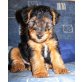 Herr Frodo, Welsh Terrier - Rüde