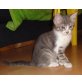 Herr Silver, BKH-Mix - Kater