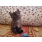 Herry, Türkische Angorakatze - Kater
