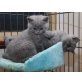 Hervorragende britische Kurzhaarkatzen, Britisch Kurzhaarkatze - Kater