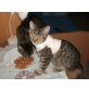 Herzensbrecher Giovanni sucht schönes Zuhause - Kater
