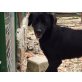 Herzenshund Miriam sucht IHR Zuhause - Hündin