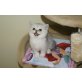 Herzige Exotic und Perser Kitten, Perser - Kater