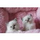 Herzige Ragdoll Kitten, Ragdoll - Katze