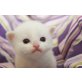 Herzige Ragdoll Kitten, Ragdoll - Katze