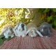 Herzige Zwergwidderbabys in versch.farben