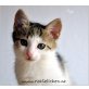Herziger Bub Rigo - 11 Wochen/geimpft  - Kater