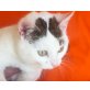 Herziger Luis! 5 Mo/ Kastr./ Geimpft/ Gechipt - Kater