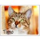 Herziger Schmusebär *Timo* - 7 Mo./ Freigang - Kater
