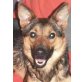 Hesther, Pinscher-Schäfer-Mischlingshündin - Hündin