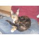 Hexe, Maine Coon Mix Lady - Katze