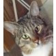 Hexe & Rocky, NOTFALL:  Aufenthaltsort Ludwigshafen - Katze
