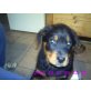 Hexe, Rottweiler - Hündin