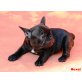 Hexel, Französische Bulldogge Welpen - Hündin