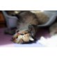 Highlander in golden-shaded, Britisch Langhaar - Kater