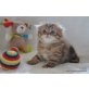 Highlandfold - Kater