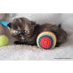 Highlandfold - Katze