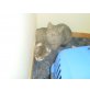 Hiilfe, rettet uns ..., Bauernhofskatzen-getigert-weiß - Kater