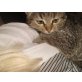 Hiilfe, rettet uns ..., Bauernhofskatzen-getigert-weiß - Kater