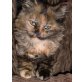 Hikari, Panther, Socke, Traumhafte Langhaar-mix Kätzchen! - Katze