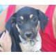 Hilda, Pointer Mix Welpen - Hündin