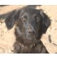 Hilda, Setter Mischling - Hündin