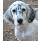 Hilda, Setter-Mix Welpen - Hündin