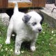Hilde, Masimo und Gina, Mischling - Rüde