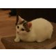 Hilde - junge hübsche Katzendame, TSV - SOS Katze - Katze