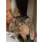 Hilfe, wir suchen jemanden der uns liebt ..., Hilfe suchen DRINGEND ein neues zu Hause!  - Kater