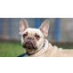 Hillary, Französische Bulldogge - Hündin