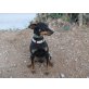 Hilton, Rehpinscher-Mischling - Rüde