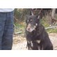 Hiraklis, findet er je ein Zuhause?, Schäferhund - Mix - Rüde