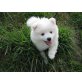 Hiro&Hachiko, Japanischer Spitz Welpen - Rüde