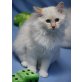 Hl.Birma, Heilige Birma - Kater