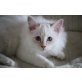 Hl. Birma Kater, Heilige Birma - Kater
