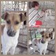 Hobo, Terrier-Mix - Rüde
