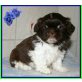 Hocus Pocus , Shih Tzu Welpen - Rüde